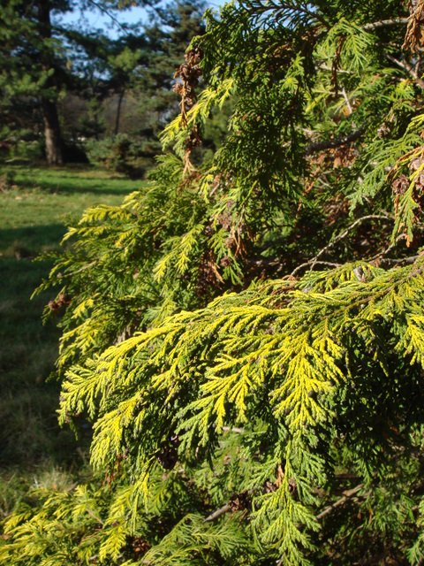 Chamaecyparis lawsoniana 'Stewartii' rameau